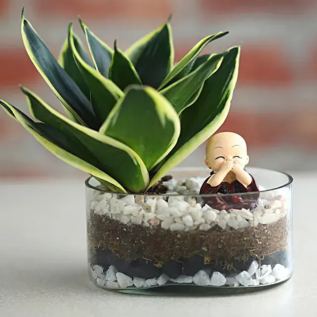 milt-sansevieria-plant-oval-jar-terrarium_3