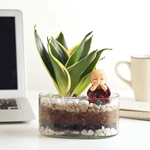 milt-sansevieria-plant-oval-jar-terrarium_5